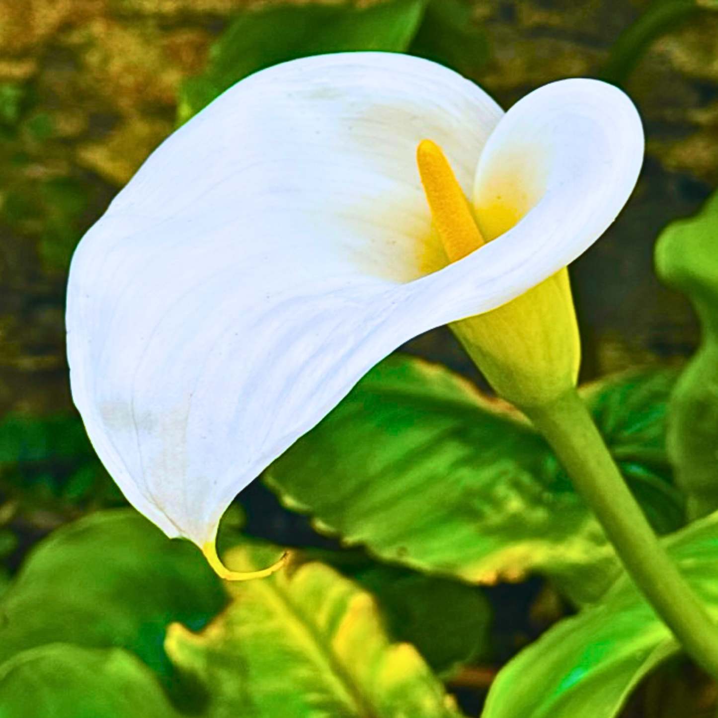 Vibrant Lily Greeting Card – Blank, Eco-Friendly
Capture the beauty of nature with our Vibrant Lily Greeting Card, featuring a stunning photograph of a lily in rich, vibrant natural colors 🌸. Perfect for any occasion, this blank card offers a touch of elegance and the timeless beauty of nature, allowing you to write your own personal message.
Photograph of a vibrant lily with rich, natural colors 🌿
Blank interior for your own personal message ✍️
Printed on eco-friendly, recycled paper 🌍